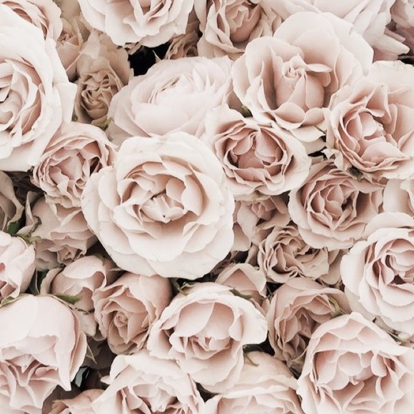 Meet your Posher, Izzy - Picture 1 of 1